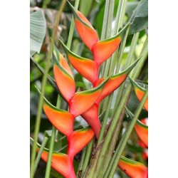 Bihai Lobster Claw II - HEM - 069